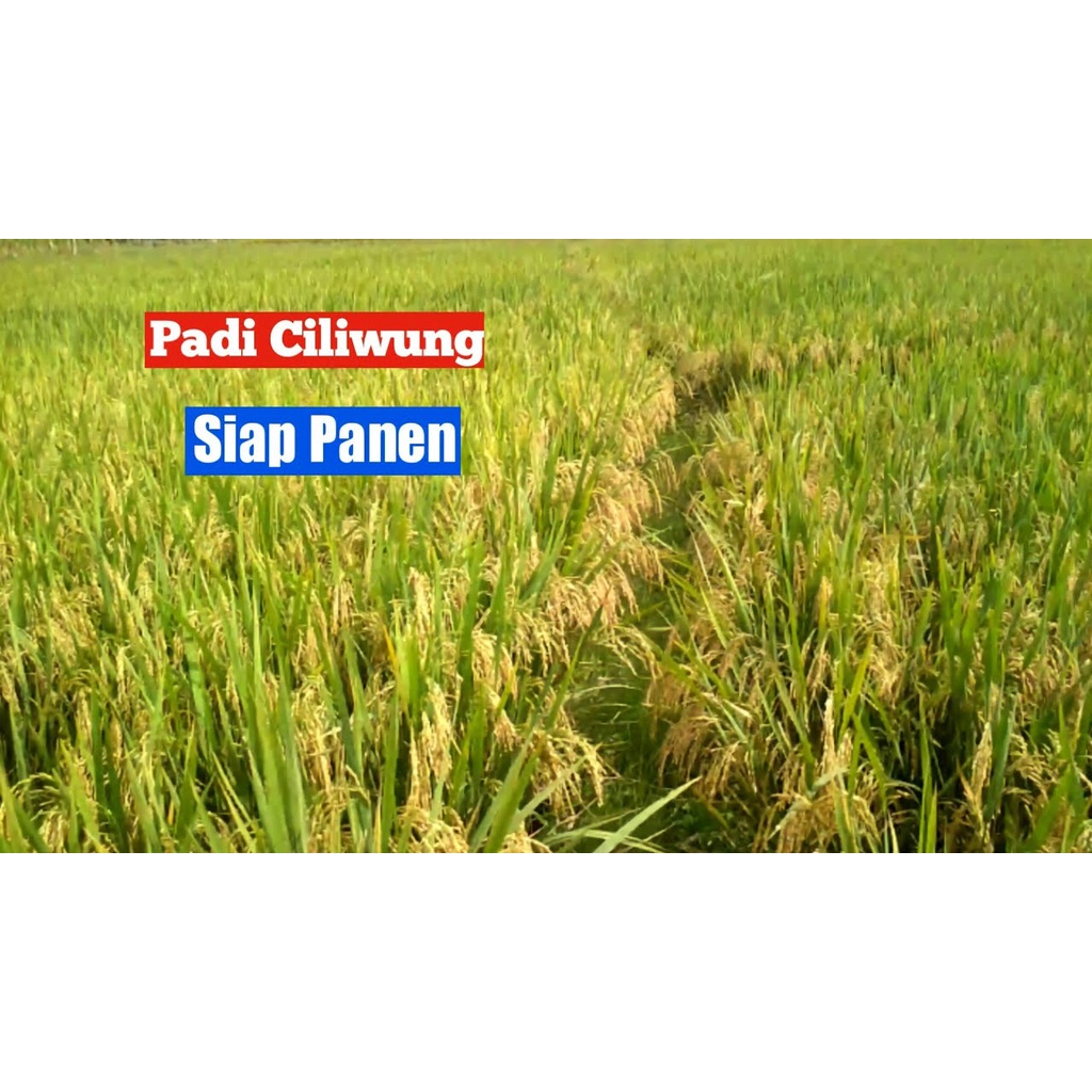 jual-benih-bibit-padi-ciliwung-benih-unggul-5kg-shopee-indonesia