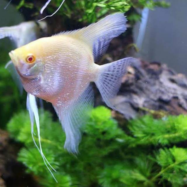 

ikan manfish red eye