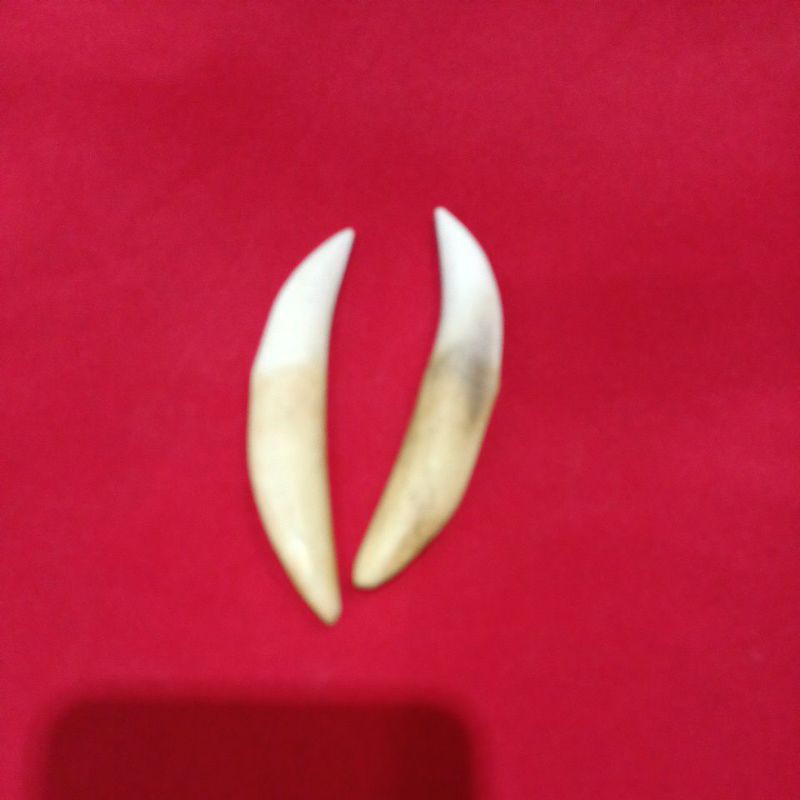 

taring tulang sapi asli