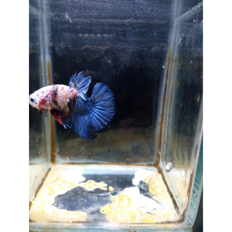 Cupang Plakat Black Series Line Gordon