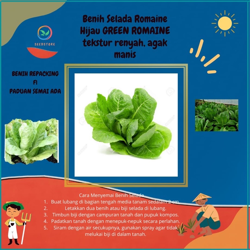 100 Benih Biji Selada hijau Romaine Import Selada Renyah