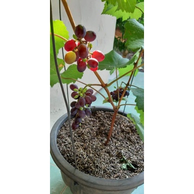 bibit anggur import Jupiter