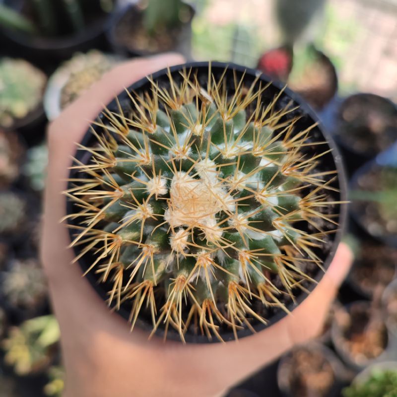 Mammillaria Nivosa/Mammillaria Impor/Mammillaria duri kuning