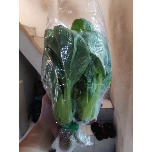 

SAYUR PAKCOY HIDROPONIK