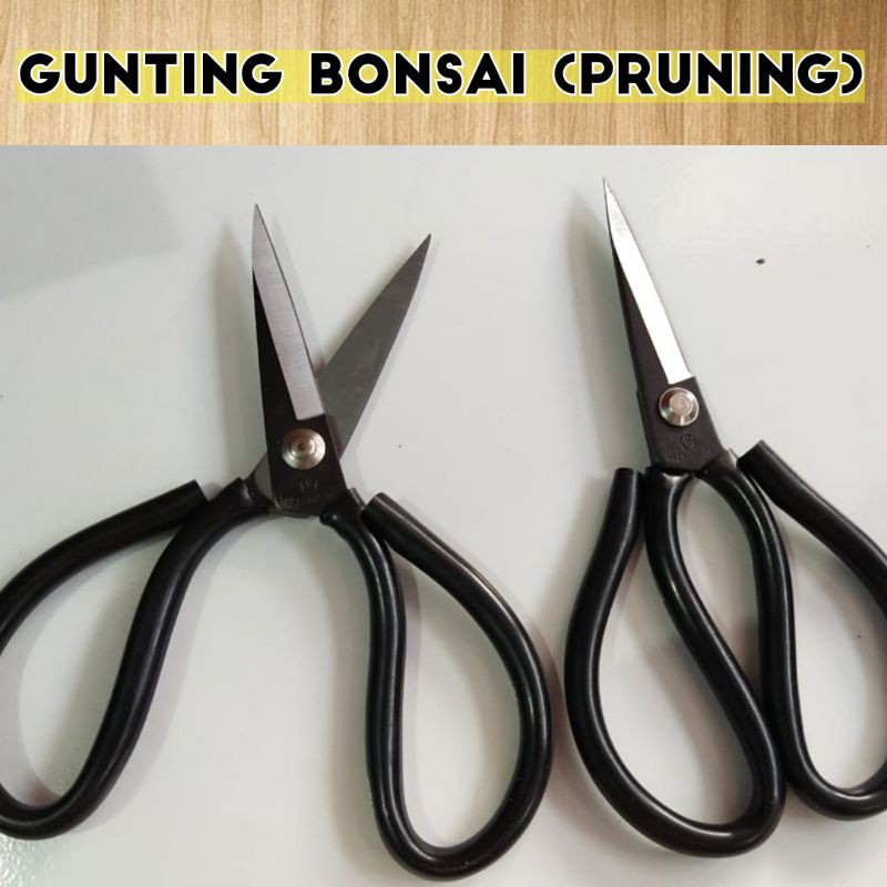 GUNTING PRUNING BONSAI TAJAM