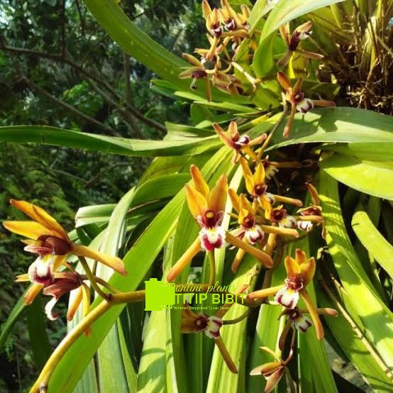 anggrek spesies Cymbidium finlaysonianum