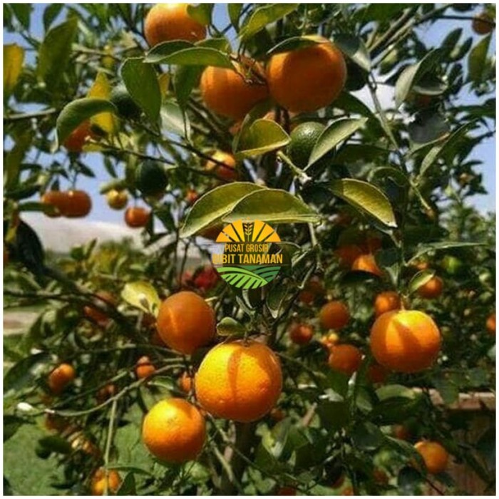 Bibit jeruk mandarin