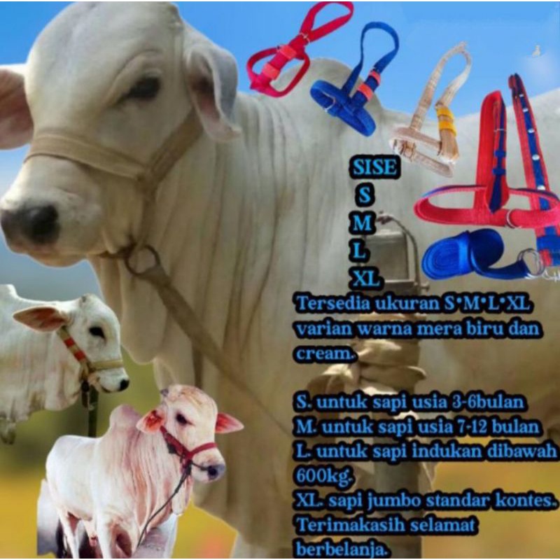 HEAD HALTER / BRANGUS, KALUNG & TALI TUNTUN