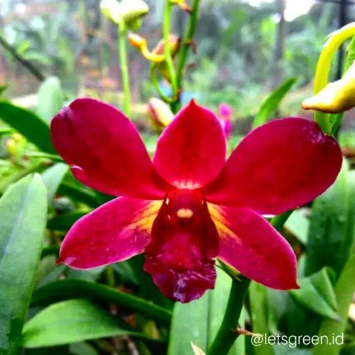 Seedling Anggrek Dendrobium Coyote Red -