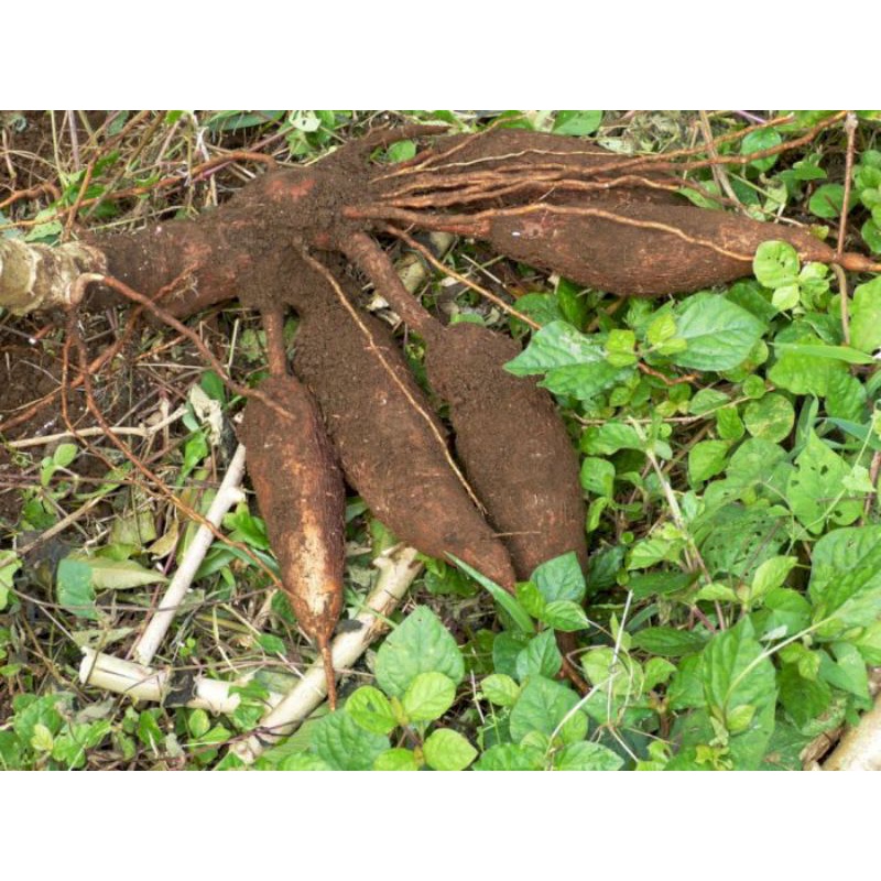 

singkong // budin 1000gram