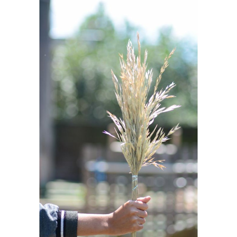 Avena/ Lothea grain / padi padian gunung/ bunga kering/ dekorasi
