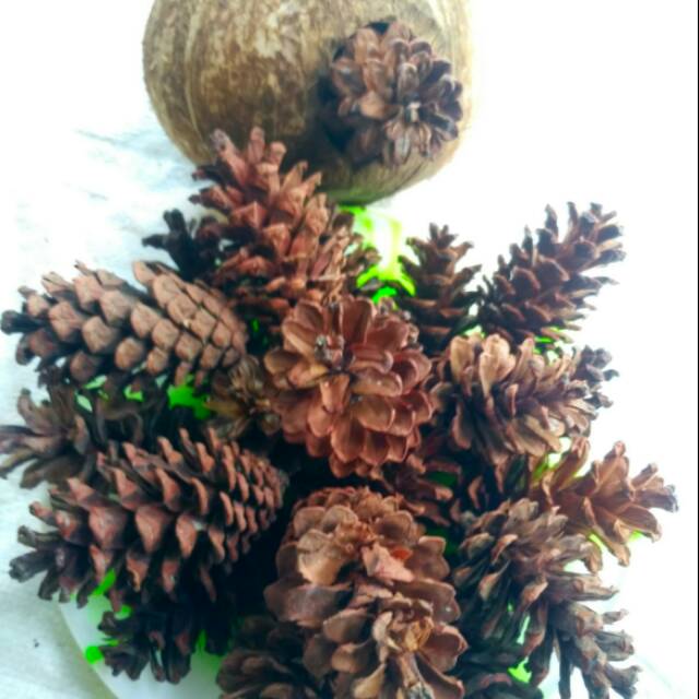 

buah pinus / kembang pinus kering / per20 biji