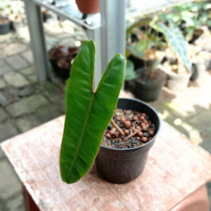philodendron billitiae ori ekonomis
