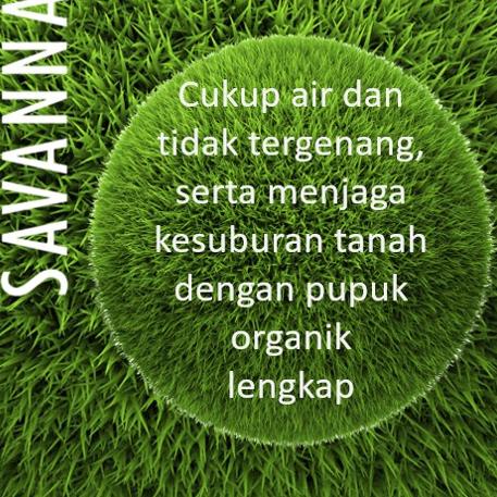 Kekinian Pupuk Rumput / Rumput Gajah / Rumput Jepang SAVANNA 100ml 한