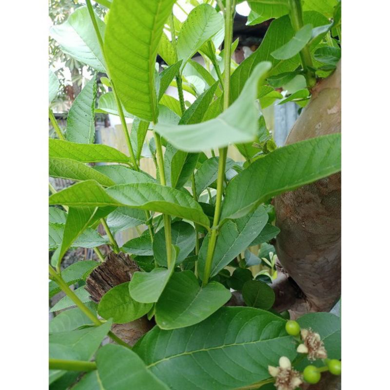 

HERBAL MURAH DAUN JAMBU BIJI 100g