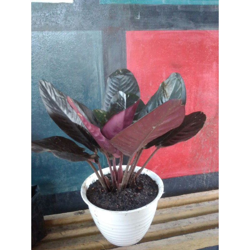 sisma black metalica