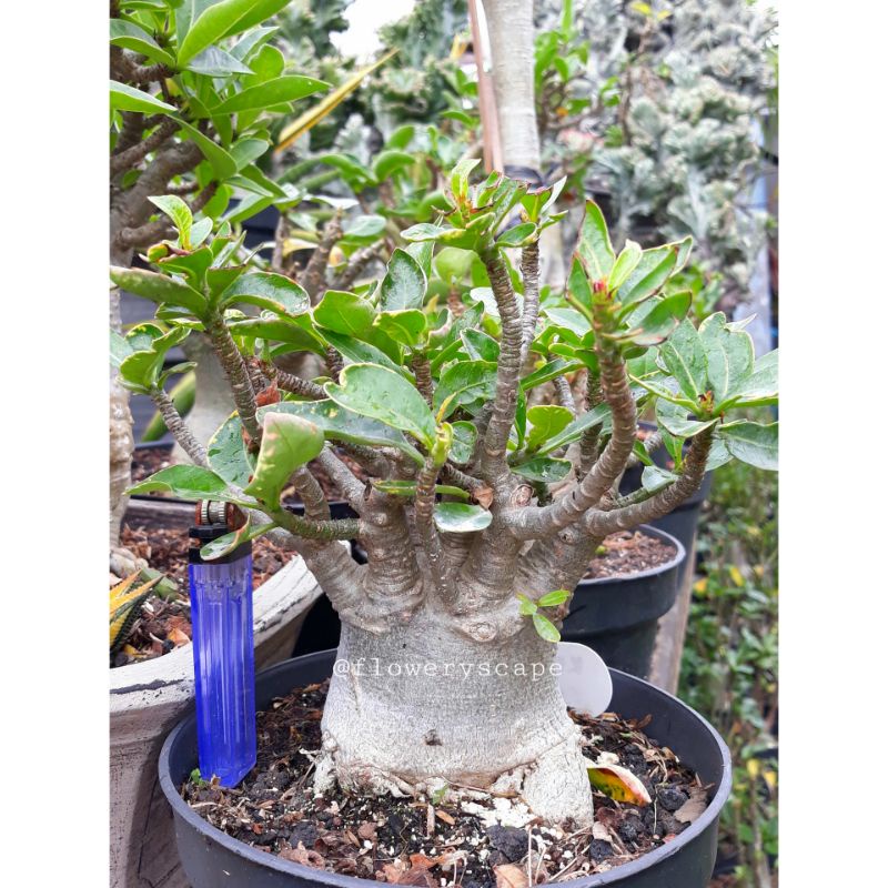 Adenium thaisoco hybrid
