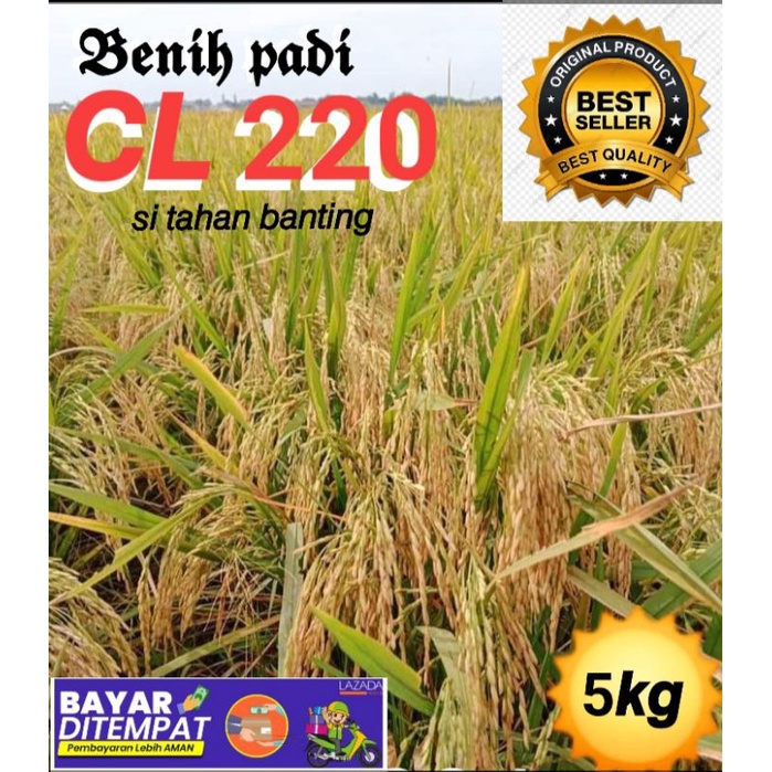 benih padi unggul CL220 5Kg