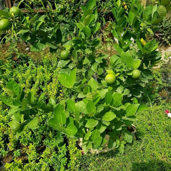 

Dijual JERUK LEMON LOKAL (B) Murah