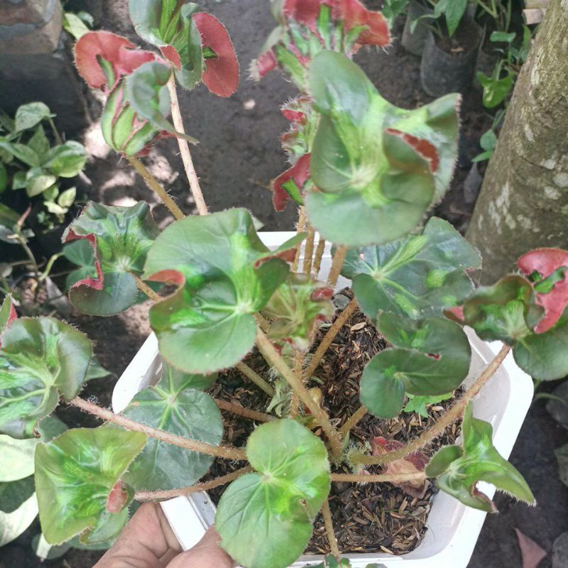 Begonia KUPING