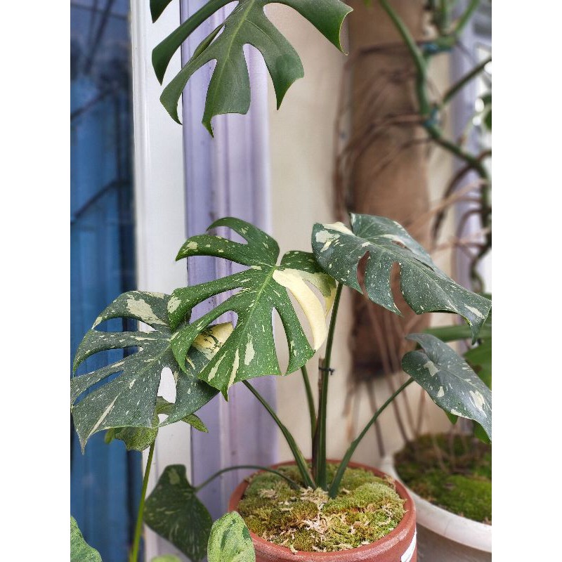 monstera monthai variegata