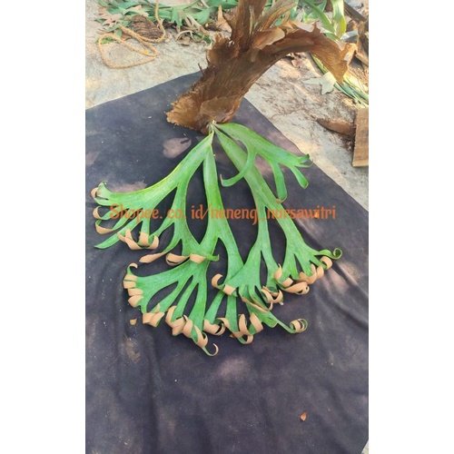 Tanaman Hias Simbar roll / Platycerium Willinckii Roll real pict