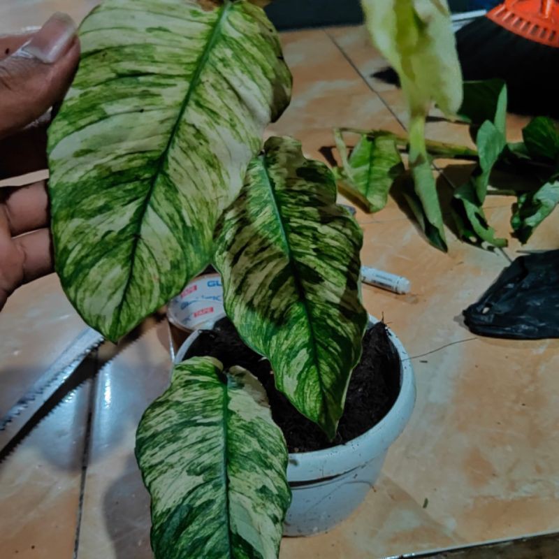 Bibit rhapidopora variegata langka