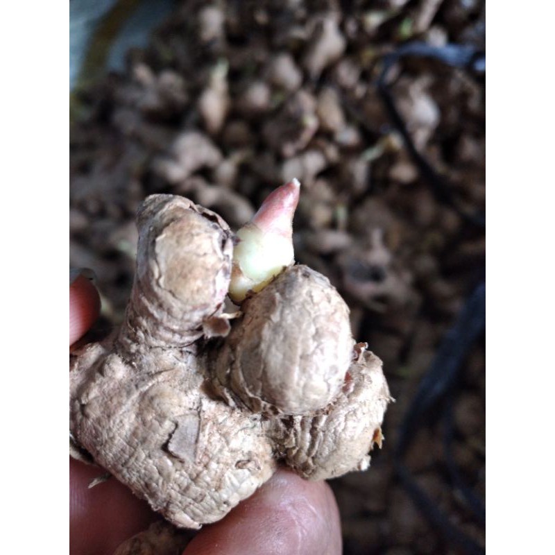 

Bibit jahe bertunas - Bibit jahe super 1 kg