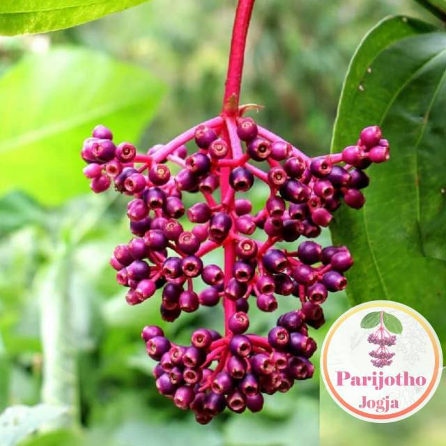 

(COD) BUAH PARIJOTO / TANGKAI (PROMIL) ORIGINAL kualitas terbaik PARIJOTHO