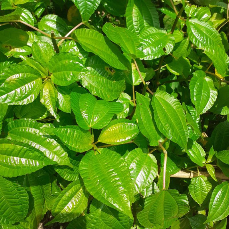 

daun poh pohan segar 500g