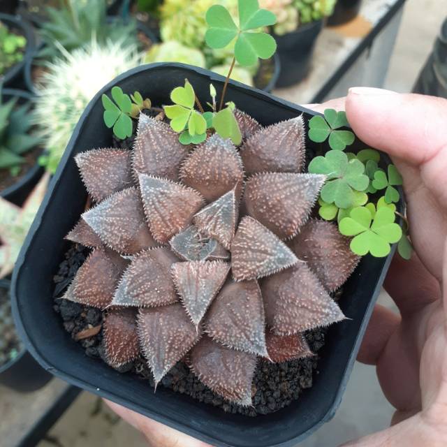 Haworthia coklat import 01
