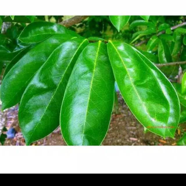 

DAUN SIRSAK SEGAR