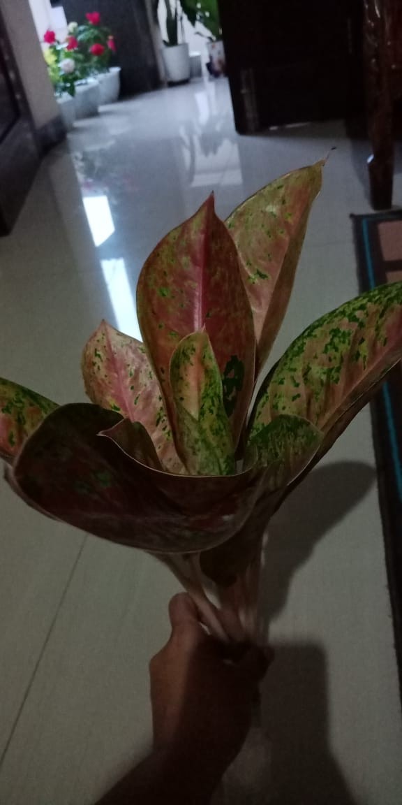 Tanaman AGLONEMA BIG ROY LULAIWAN Ukuran Besar Induk Tanaman AGLONEMA BIG ROY LULAIWAN Ukuran Besar Induk
