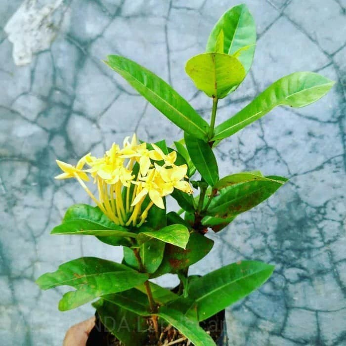 Tanaman Hias asoka kuning - siantan - bunga kuning - daun besar soka .