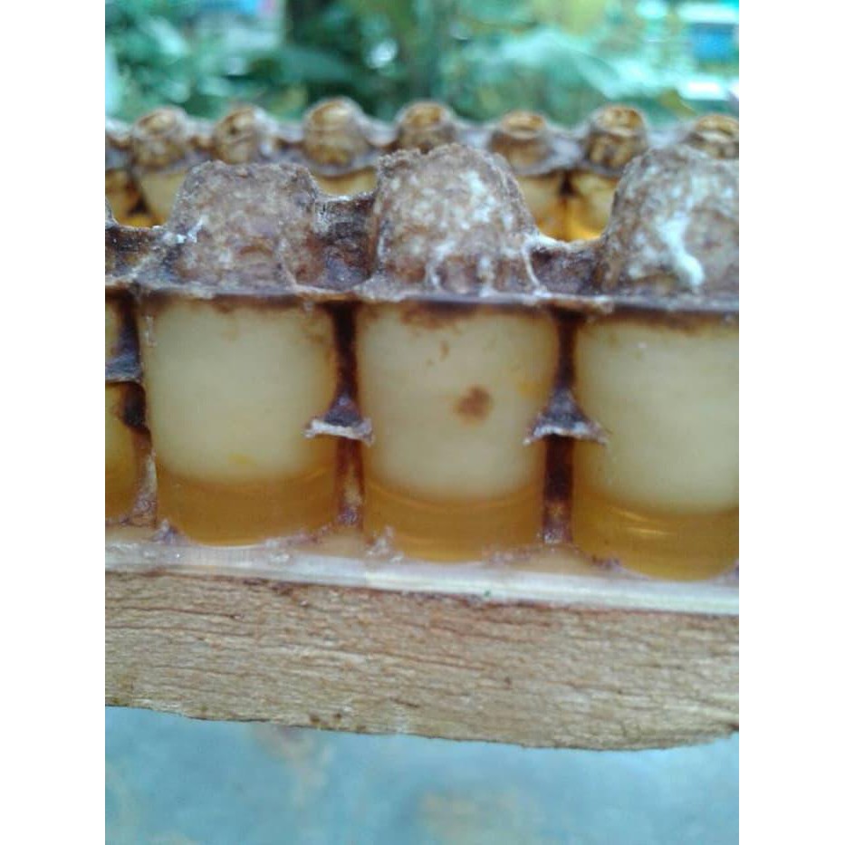 

MANJUR ROYAL JELLY MURNI (SUSU RATU LEBAH) 200GR HARGA GROSIR !!