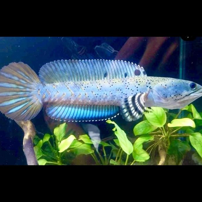 TERLARIS ikan channa blue pulchra Dewasa ukuran 18-20 cm grade A