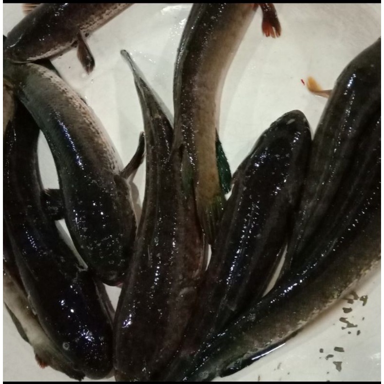 

Gabus Hidup isi 4 ~5/kg