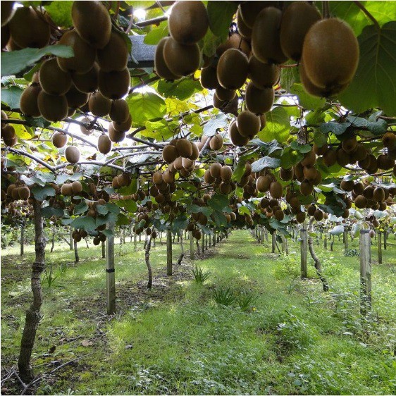 Bisa bayar di tempat - kiwi hijau 5 biji bibit seed Benih Bibit Buah Kiwi Manis Hijau Unggul Tanaman Buah Kualitas Premium Import Super