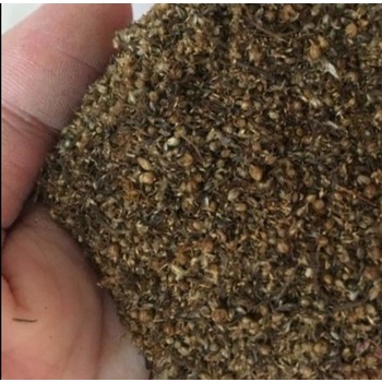 Mungsi Arab 1 Kg Mugwort Seed Biji Baru Cina Artemisia vulgaris Sudamala