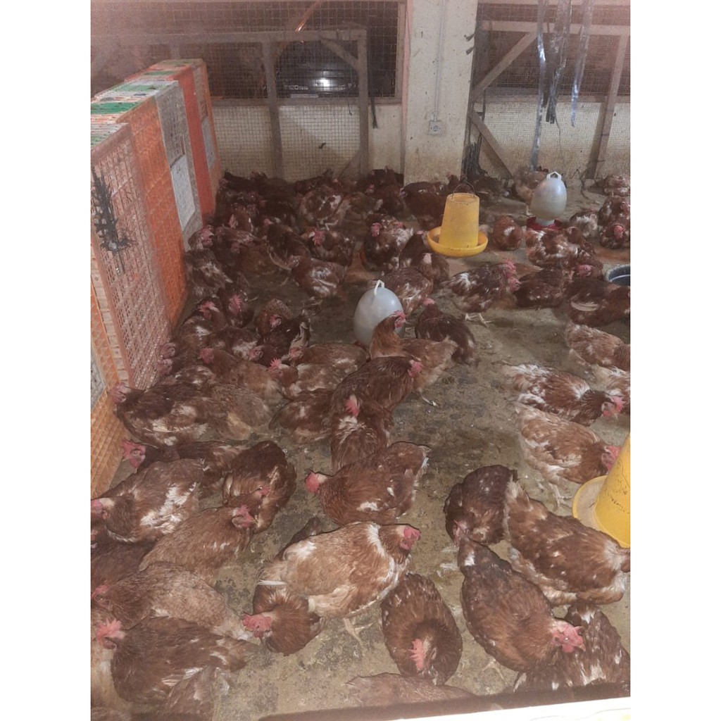 

Ayam Merah atau Petelur Murah