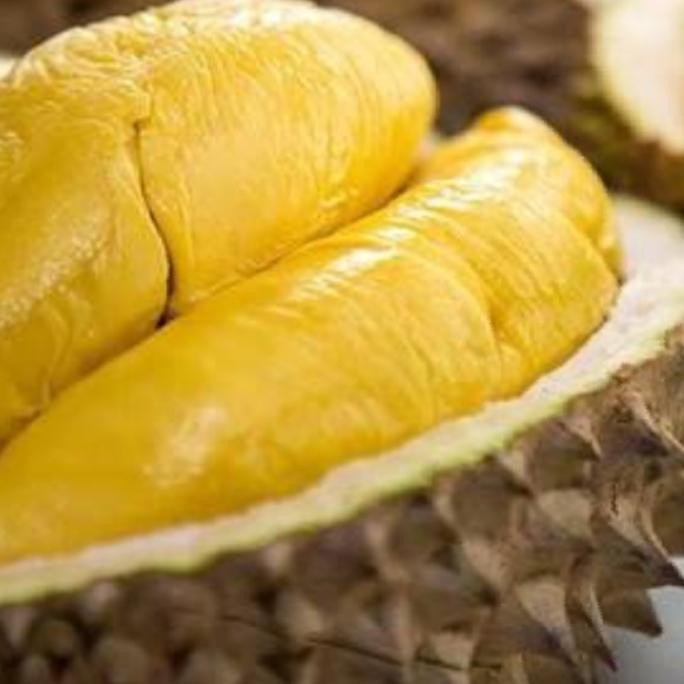 BIBIT TANAMAN DURIAN MUSANG KING KAKI 5 UNGGULAN