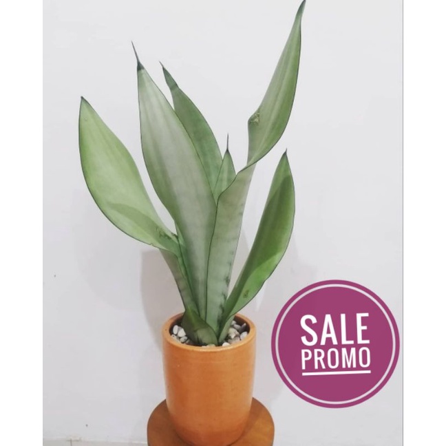 PROMO  JUMBO RIMBUN SANSEVIERA MOONSHINE SANSIVERA PUTIH