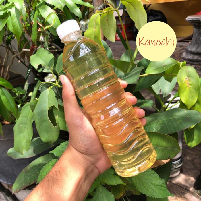 Minyak Kelapa Tandusan Asli Bali Lengis Nyuh Tandusan Asli 600 Ml