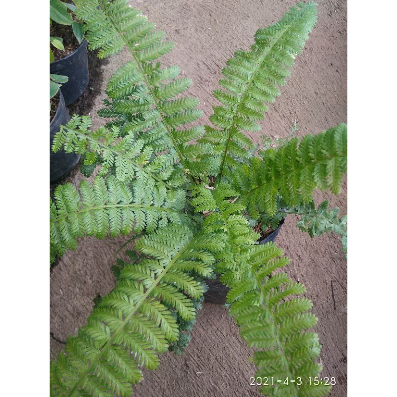 tanaman hias pakis sisir.