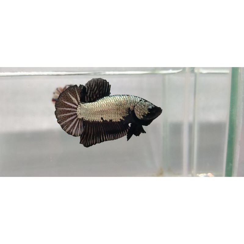 cupang Plakat Black Cooper