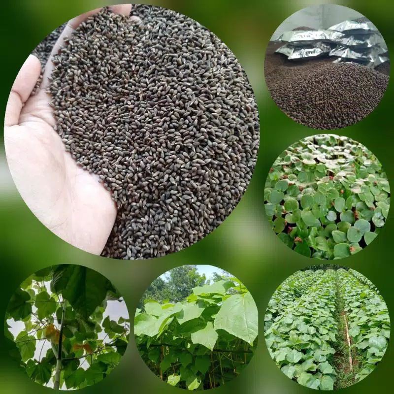 COD Paket mini Benih balsa 10gram biji balsa bibit pohon kayu balsa putih