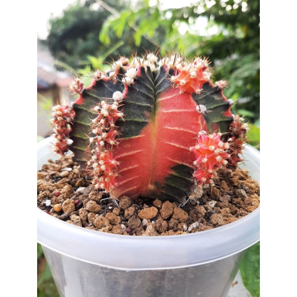 Kaktus Gymnocalycium Mihanovichii Starfire