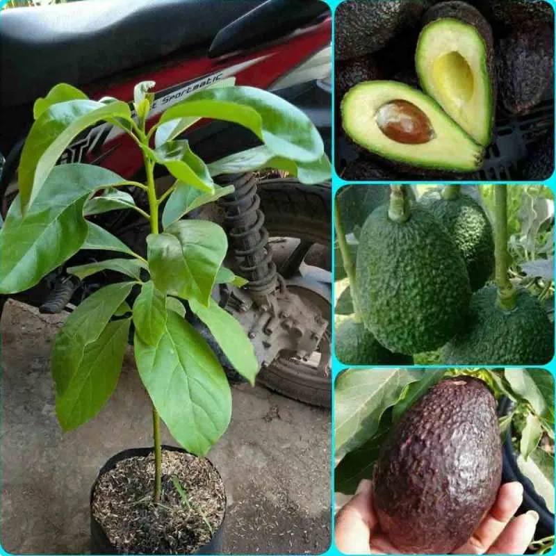 Bibit Buah Alpukat kendil Tulen Bibit Alpukat kendil Okulasi