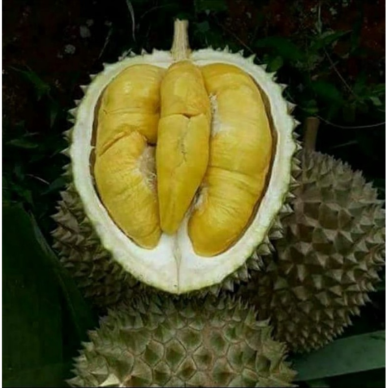 

bibit durian montong hasil okulasi cepat berbuah