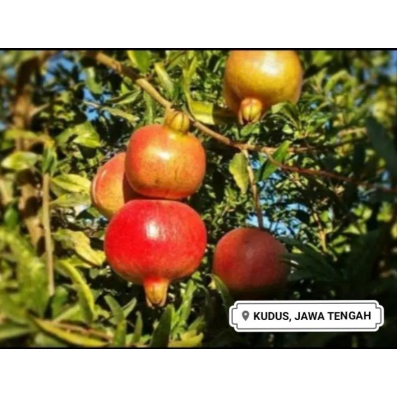 

Buah delima merah | Delima lokal dari muria